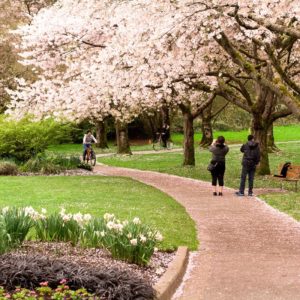 experience vancouver group photowalks cherry blossoms spring 2017