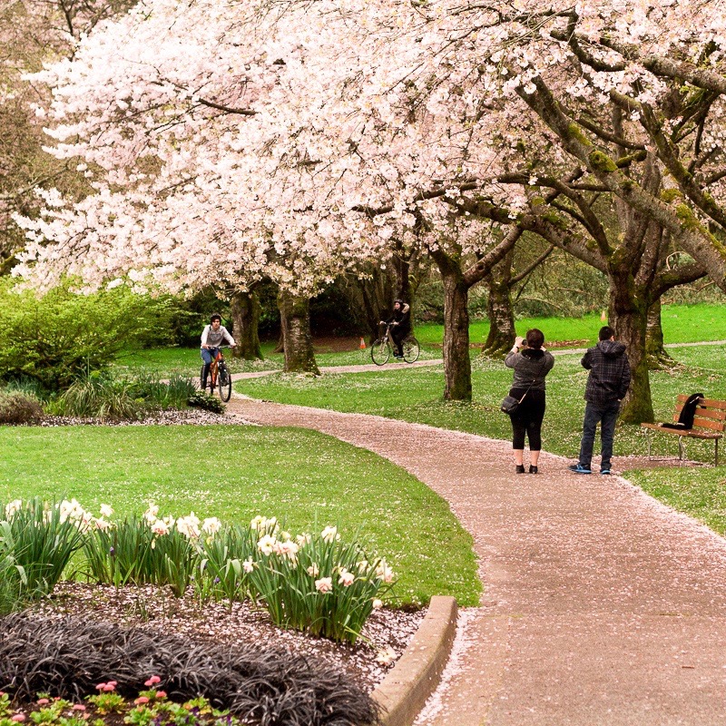 Vancouver Spring 2017 cherry blossoms tour