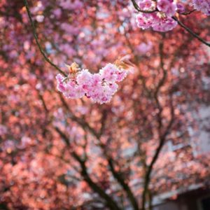 experience vancouver group photowalks cherry blossoms spring 2017