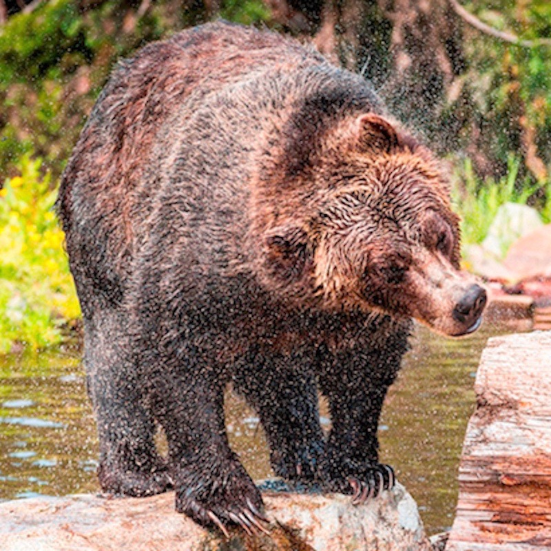 experience vancouver group grouse mountain wildlife refuge breakfast with the bears spring 2017