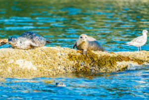 experience vancouver group sightseeing outdoors tours water adventures seal city